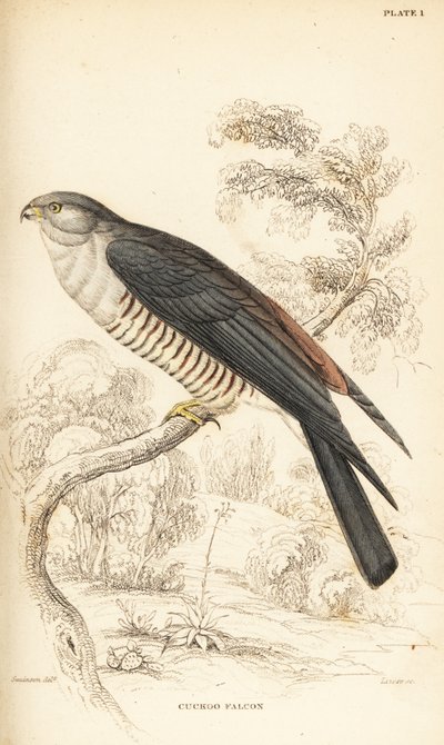 Afrikanischer Kuckuckshabicht oder Kuckucksfalke, Aviceda cuculoides von William Home Lizars