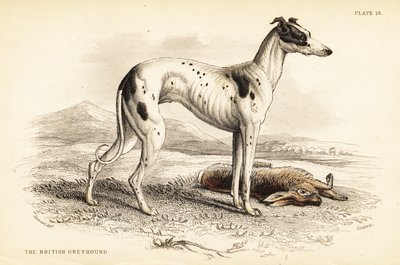 Britischer Windhund, Canis lupus familiaris von William Home Lizars