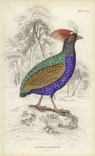 Cryptonix Coronatus von William Home Lizars