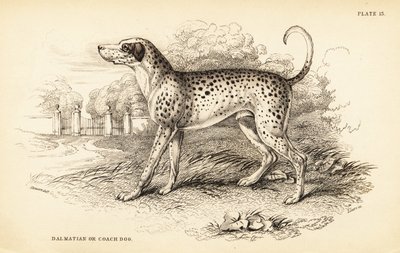 Dalmatiner, Canis lupus familiaris von William Home Lizars