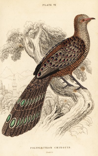 Grauer Pfaufasan oder Burmesischer Pfaufasan, Polyplectron bicalcaratum von William Home Lizars