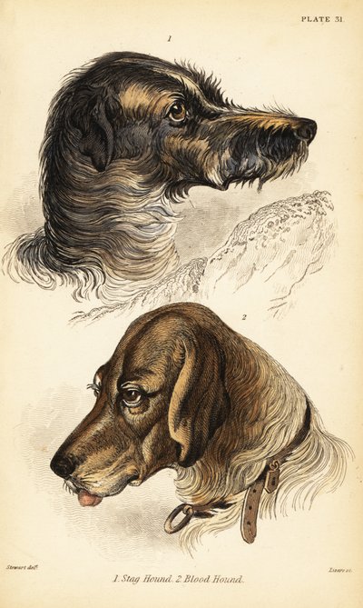 Köpfe eines Hirschhundes 1 und Bluthundes 2, Canis lupus familiaris (Canis sagaces und Canis sanguinarius) von William Home Lizars