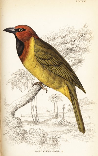 Olivennackiger Weber oder Rundflügelweber, Ploceus brachypterus von William Home Lizars