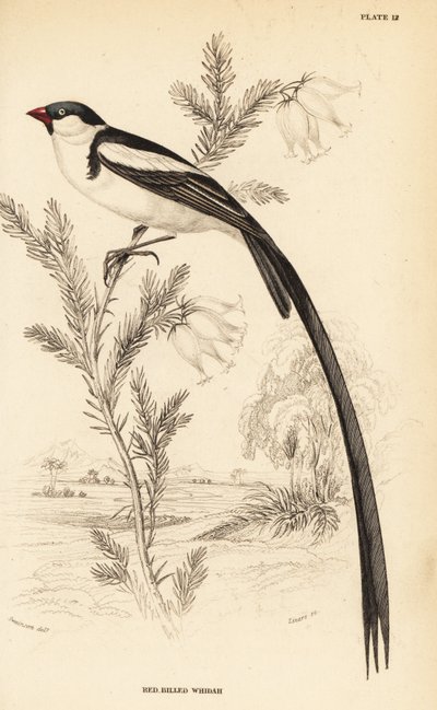 Schwanzspitzwitwe, Vidua macroura (Rotbillschwanzwitwe, Vidua erythrorhynchus) von William Home Lizars