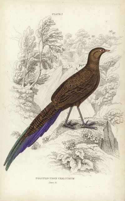 Polyplectron Chalcurum von William Home Lizars