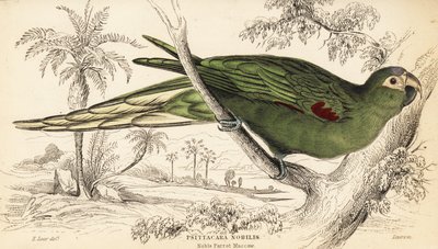 Rotflügelara, Diopsittaca nobilis von William Home Lizars