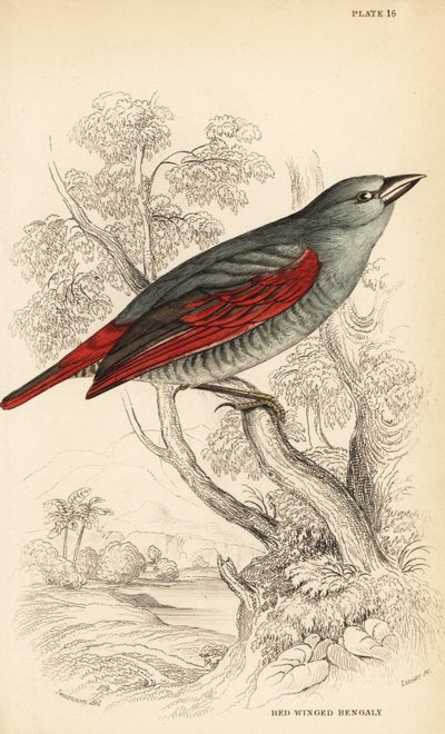 Rotflügel-Pytilie, Pytilia phoenicoptera (Rotflügel-Bengali, Pytilia phaenicoptera) von William Home Lizars