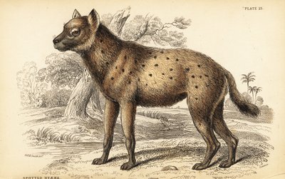 Fleckenhyäne oder Lachhyäne, Crocuta crocuta (Hyaena crocuta) von William Home Lizars