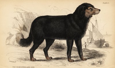 Neufundländer, Canis lupus familiaris von William Home Lizars
