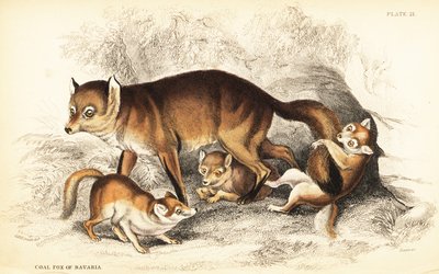Variante des Rotfuchses, Vulpes vulpes, mit Jungen (Kohlenfuchs von Bayern, Vulpes alopex) von William Home Lizars
