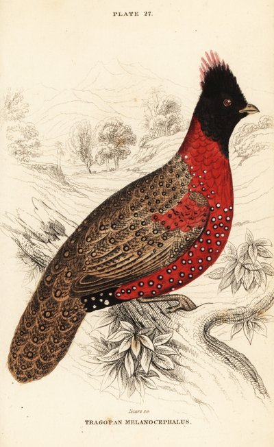 Westlicher Tragopan oder Westlicher Horntragopan, Tragopan melanocephalus von William Home Lizars