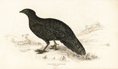 Westlicher Tragopan oder Westlicher Horntragopan, Weibchen, Tragopan melanocephalus von William Home Lizars