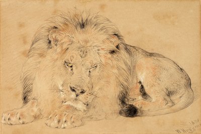 Studie eines Löwen von William Huggins