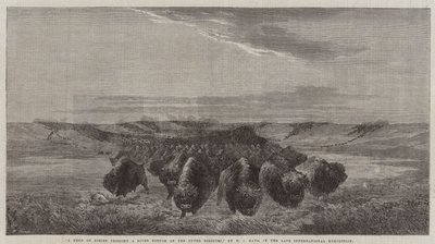 Eine Herde Bisons überquert einen Flussboden am oberen Missouri, in der letzten Internationalen Ausstellung von William Jacob, Sr. Hays
