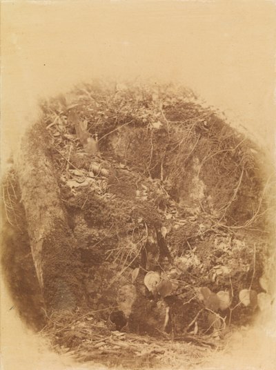 Ohne Titel, aus dem Portfolio Der Wald: Adirondack Woods von William James Stillman