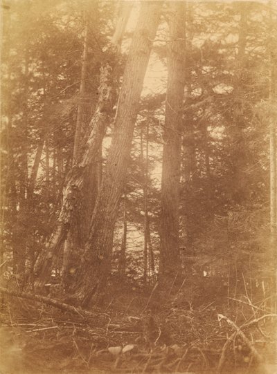 Ohne Titel, aus dem Portfolio Der Wald: Adirondack-Wälder von William James Stillman