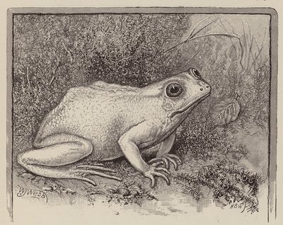 Ein Albino-Frosch (Gravur) von William James Webbe