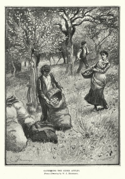 Das Sammeln der Apfelwein-Äpfel von William John Hennessy