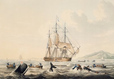 Walfang in den Südmeeren von William John Huggins