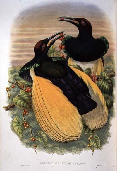 Paradiesvogel: Zwölfdrähtiger, Seleucidis Melanoleuca von William Matthew Hart