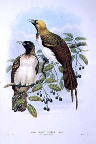Paradisaea Quilielmi - Kleiner Paradiesvogel von William Matthew Hart