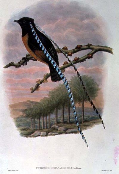 Pteridophora Alberti, König von Sachsen Paradiesvogel (Farblithografie) von William Matthew Hart