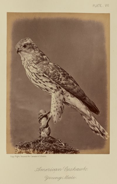 Amerikanischer Habicht, junger Männchen von William Notman
