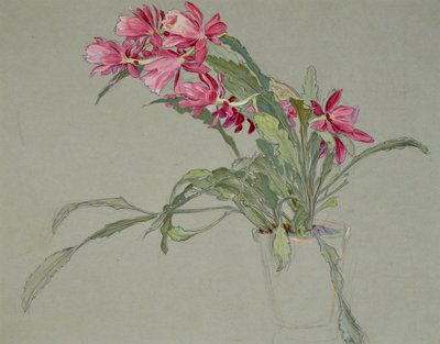 Weihnachtskaktus, ca. 1920-30 von William Shackleton