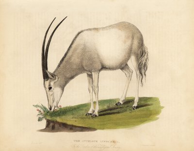 Arabische Oryx oder weiße Oryx, Oryx leucoryx. Gefährdet von William Smellie