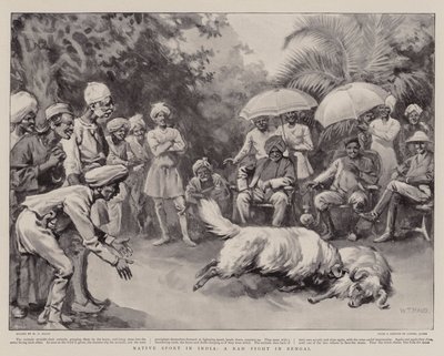 Einheimischer Sport in Indien, ein Widderkampf in Bengalen von William T. Maud