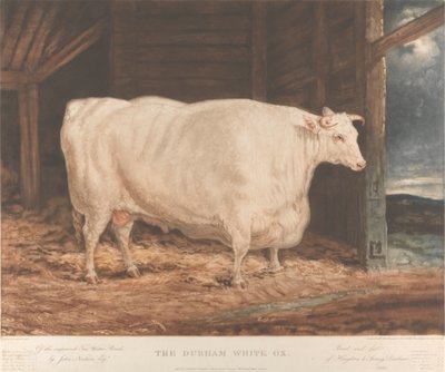 Der Durham Weiße Ochse / Von der verbesserten Tees-Wasser-Rasse, / von John Nesham, Esqr. / Gezüchtet und gefüttert / von Houghton le Spring, Durham von William Ward