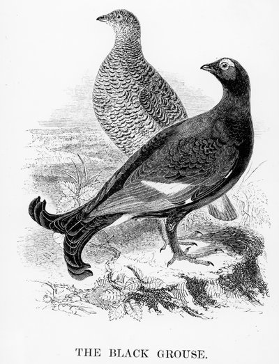 Das Birkhuhn (Illustration aus 
