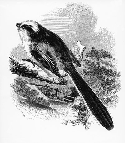 Die Schwanzmeise, Illustration aus 