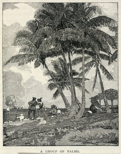 Eine Gruppe von Palmen, aus The Century Magazine, Februar 1887 von Winslow Homer