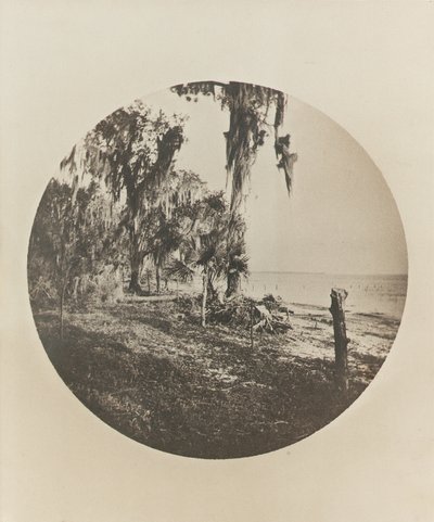 Palmen- und Strandszene, Küste von Florida, ca. 1904 von Winslow Homer