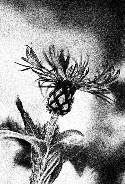 Zarte Blumenzeichnung von Ylva Sjögren