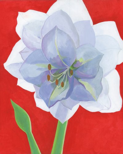 Lebendige Amaryllis Blüte von Yvonne Gustafsson