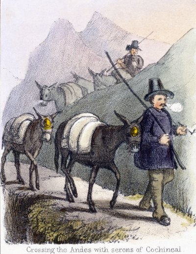 Überquerung der Anden mit Serons von Cochenille, ca. 1845 von Frederick (attr. to) Barnard