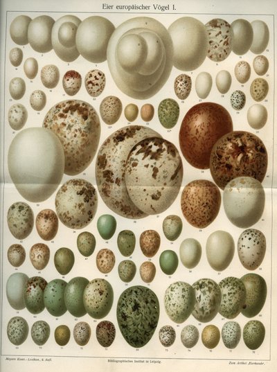 Naturwissenschaftsbrett, das verschiedene Vogeleier darstellt. Illustration aus Meyers Großes Konversations-Lexikon, 1904. Bibliographisches Institut, Leipzig und Wien von Ferdinand Georg Waldmuller