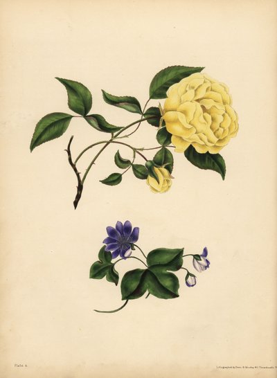 Die wohlriechende China-Rose, Rosa chinensis, Untreue; Die blaue Leberblümchen, Hepatica nobilis, Vertrauen von John Pardon