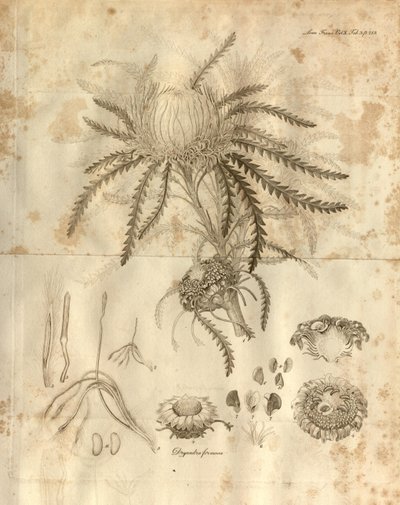 Tafel 3 aus Band 10 der Transactions of the Linnean Society of London, veröffentlicht 1811. Die dargestellte Pflanze ist Dryandra formosa (jetzt Banksia formosa) von Various