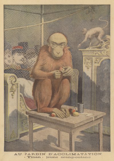 Tinan, ein junger Orang-Utan im Jardin d
