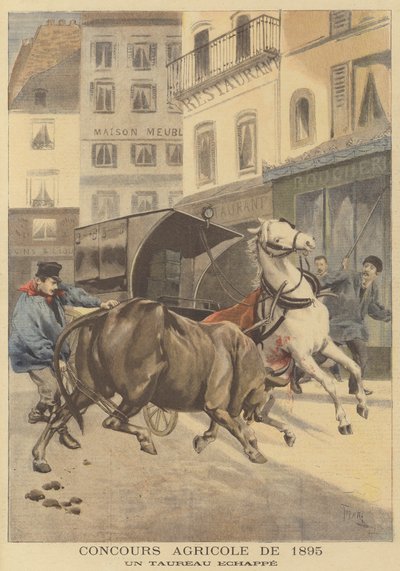 Landwirtschaftsausstellung von 1895. Ein entlaufener Stier von after Oswaldo Tofani