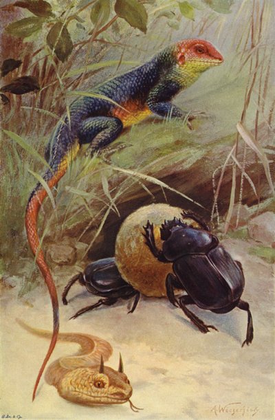 Agame, Hornviper und Heiliger Käfer von after Wilhelm Kuhnert