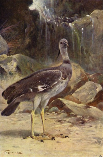 Halsband-Wehrvogel von after Wilhelm Kuhnert