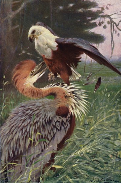 Riesenreiher und Seeadler von after Wilhelm Kuhnert