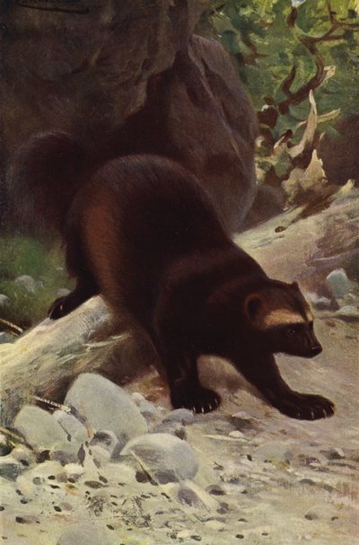 Vielfraß von after Wilhelm Kuhnert