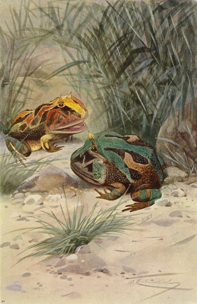 Hornfrosch von after Wilhelm Kuhnert