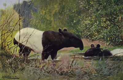 Indischer Tapir von after Wilhelm Kuhnert