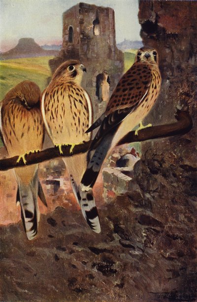 Turmfalke von after Wilhelm Kuhnert